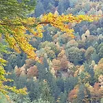 شاليه Relax Nel Bosco *